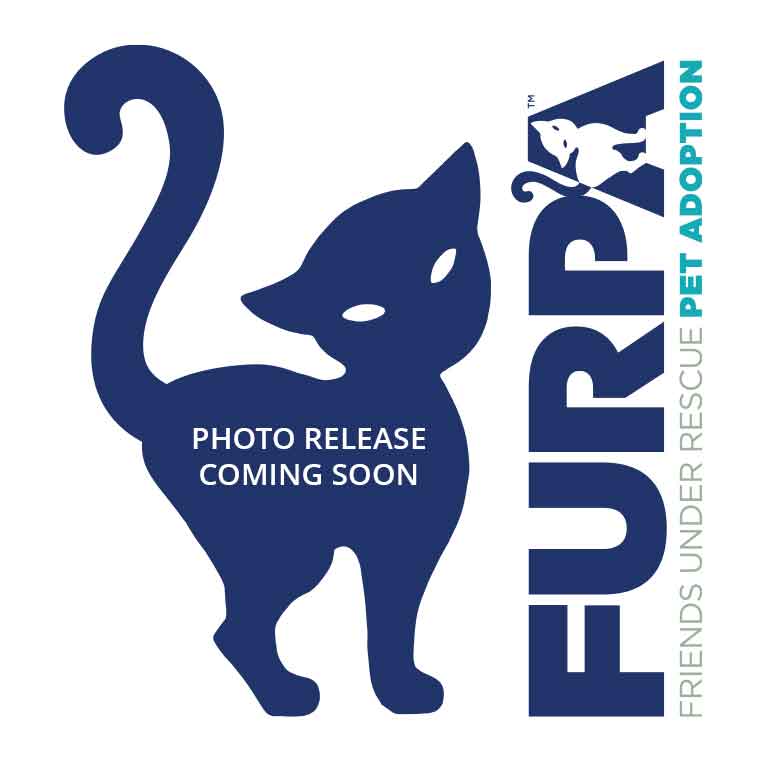 photo placeholder FURPA Friends Under Rescue Pet Adoption