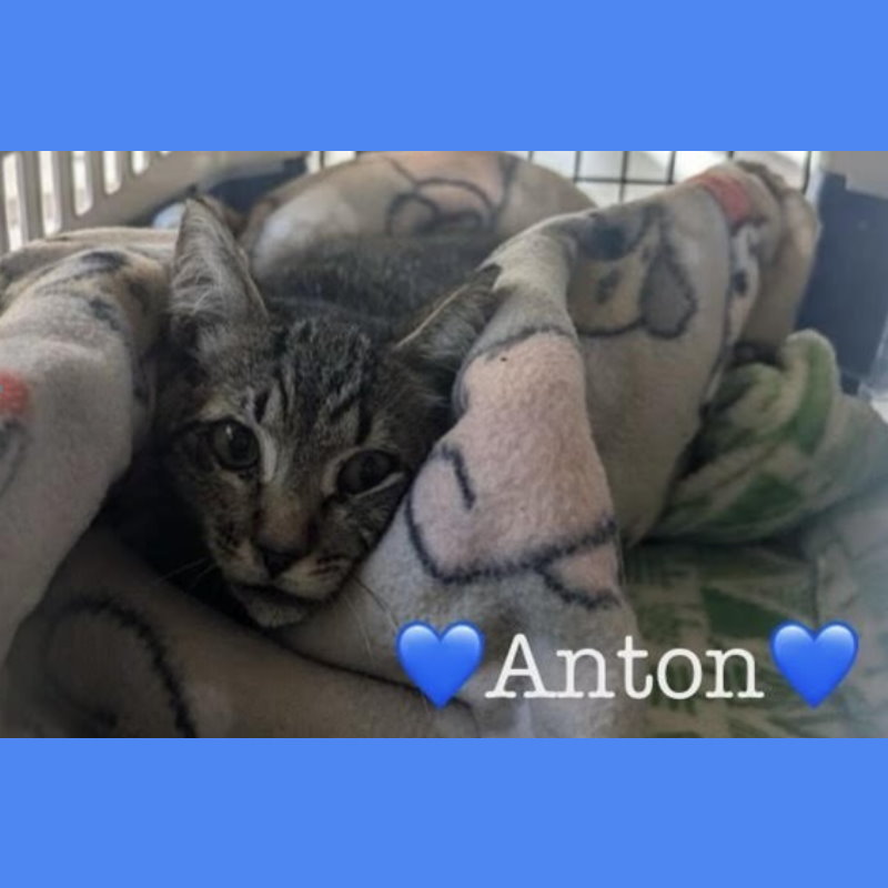 0109-Anton